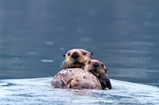 Columbia Glacier Sea Otters 6