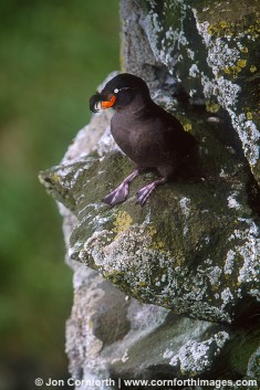 Crested Auklet 1