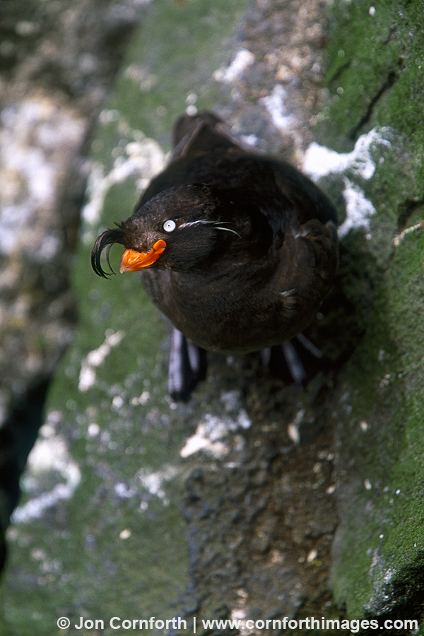 Crested Auklet 2