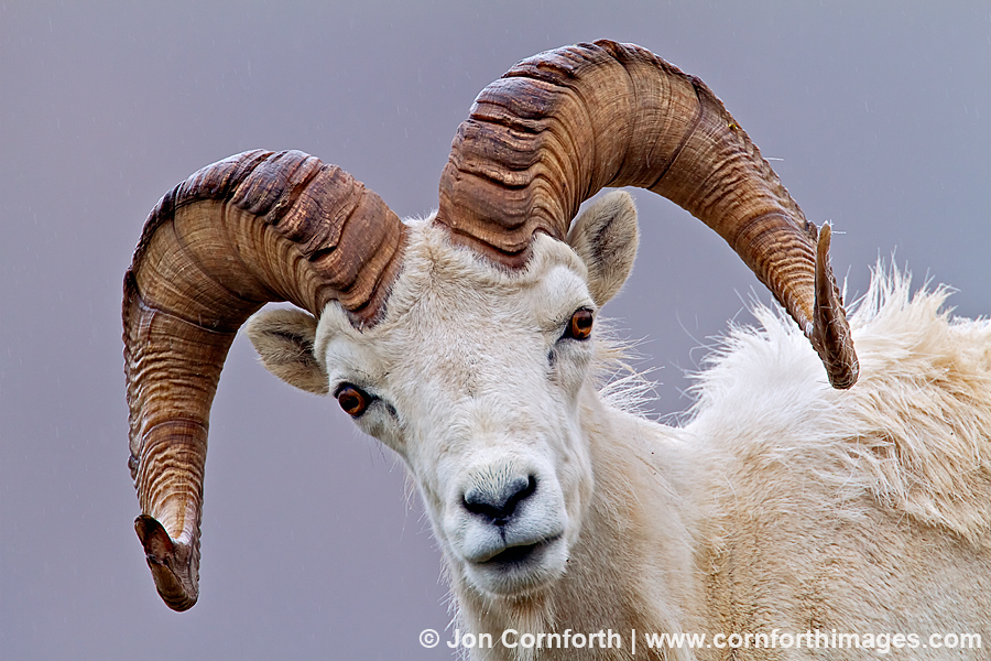 Denali Dall Sheep 1