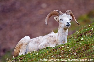 Denali Dall Sheep 10