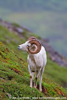 Denali Dall Sheep 4