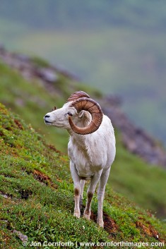 Denali Dall Sheep 4