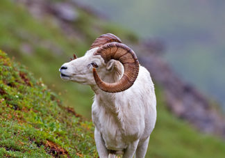 Denali Dall Sheep 4