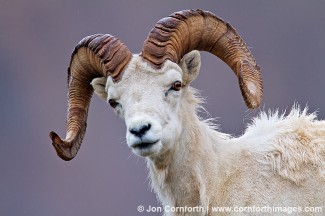 Denali Dall Sheep 6