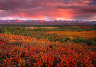Denali Fall Tundra Sunset