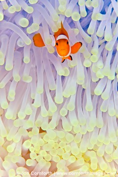 Clownfish (Anemonefish)
