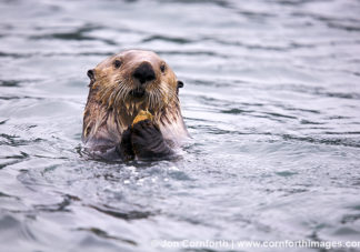 Fern Harbor Sea Otter 1