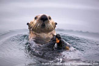 Fern Harbor Sea Otter 10