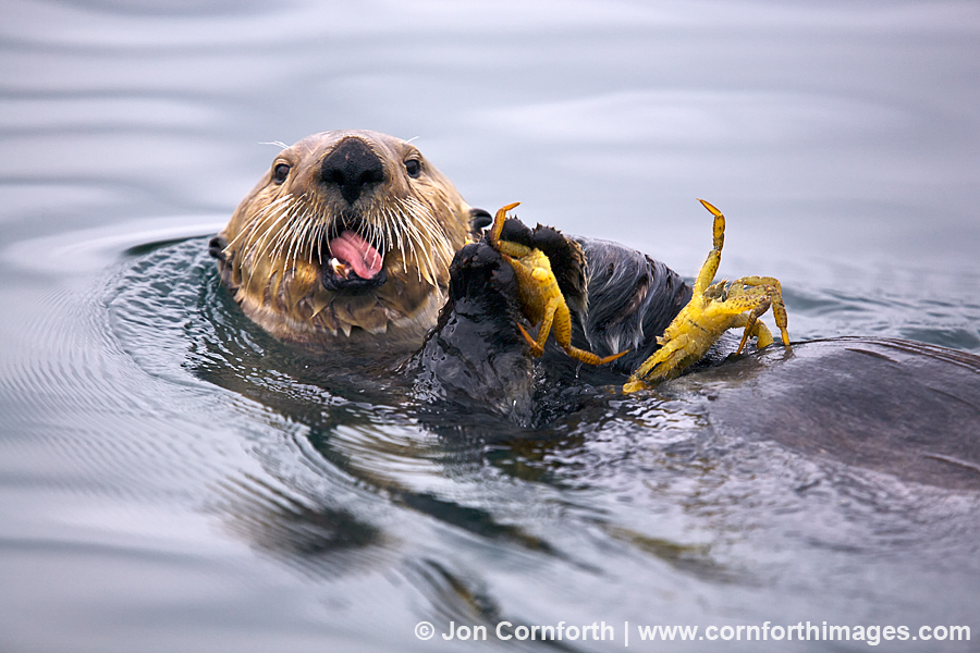 Fern Harbor Sea Otter 14