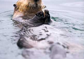 Fern Harbor Sea Otter 15