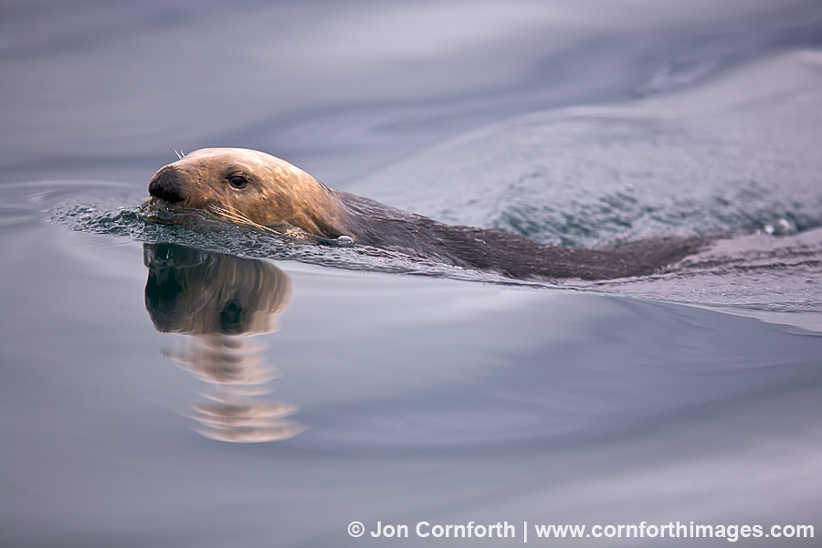 Fern Harbor Sea Otter 18