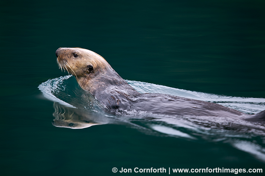 Fern Harbor Sea Otter 19