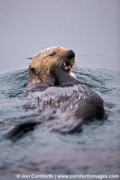 Fern Harbor Sea Otter 22