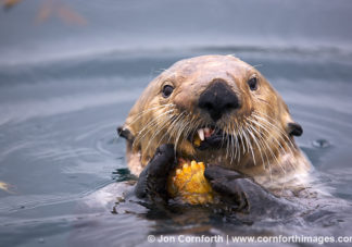 Fern Harbor Sea Otter 30