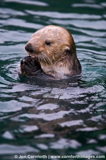 Fern Harbor Sea Otter 31