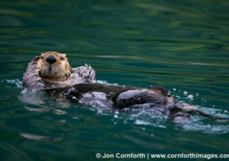 Fern Harbor Sea Otter 5