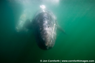 Gray Whale 3