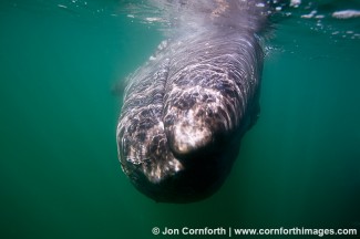 Gray Whale 5