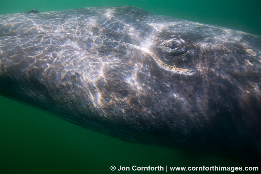 Gray Whale 6