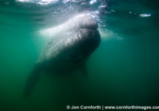Gray Whale 7