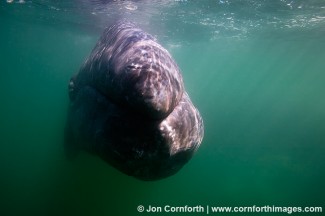 Gray Whale 8