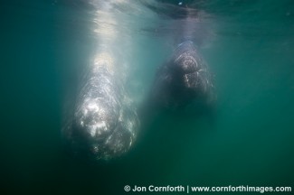 Gray Whale Mom & Calf