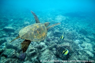 Green Sea Turtle 1