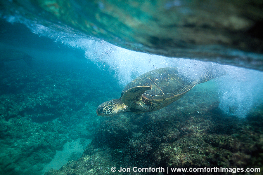 Green Sea Turtle 2