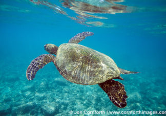 Green Sea Turtle 4