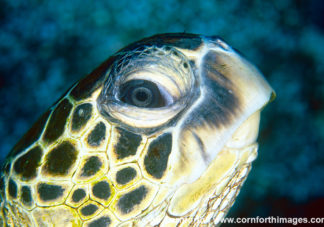 Green Sea Turtle 8