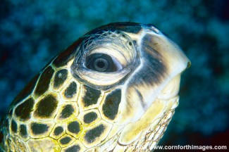 Green Sea Turtle 8