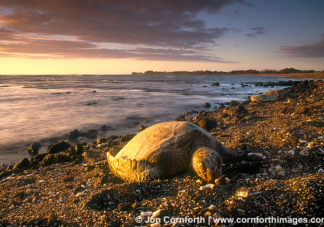 Green Sea Turtle Sunset 1