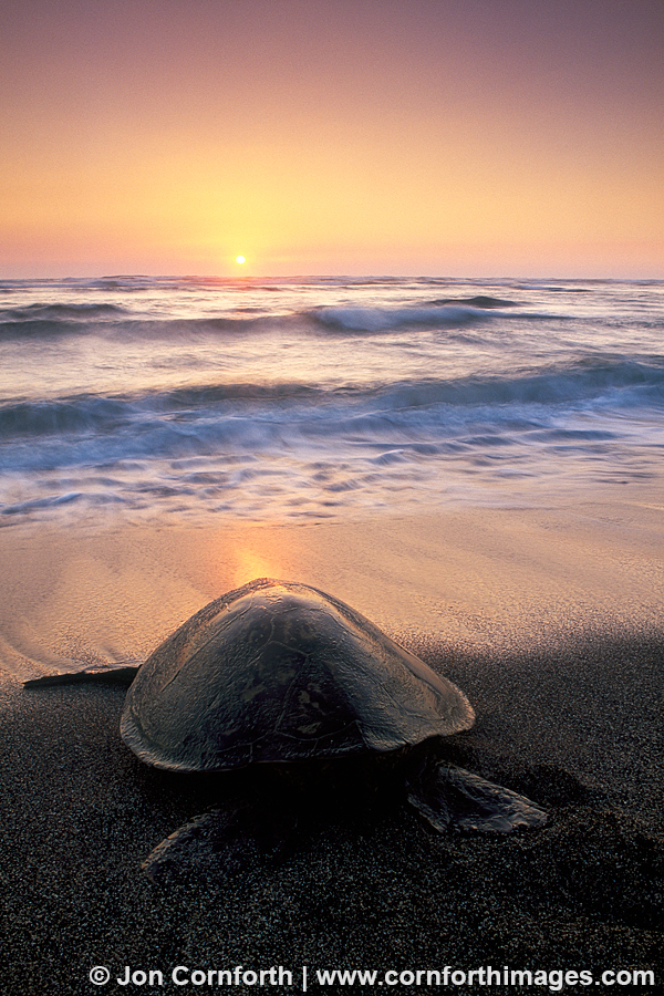 Green Sea Turtle Sunset 2