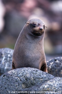 Guadalupe Fur Seal 1