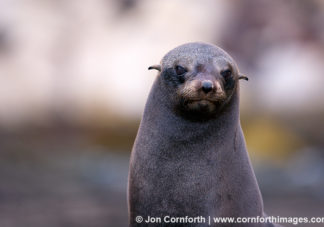 Guadalupe Fur Seal 4