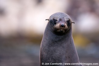 Guadalupe Fur Seal 4