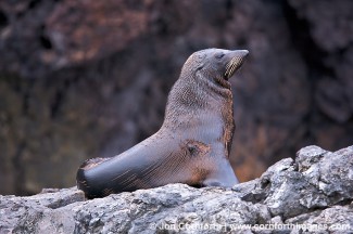 Guadalupe Fur Seal 5