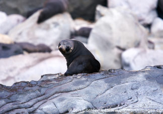 Guadalupe Fur Seal 6