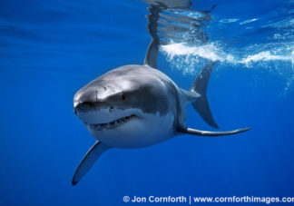 Guadalupe Great White Shark 1