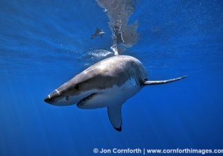 Guadalupe Great White Shark 11