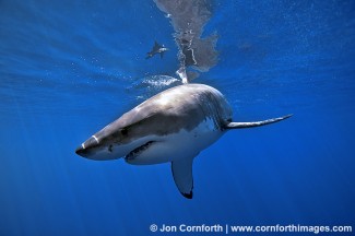 Guadalupe Great White Shark 11