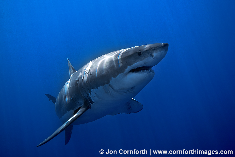 Guadalupe Great White Shark 12