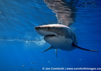 Guadalupe Great White Shark 14