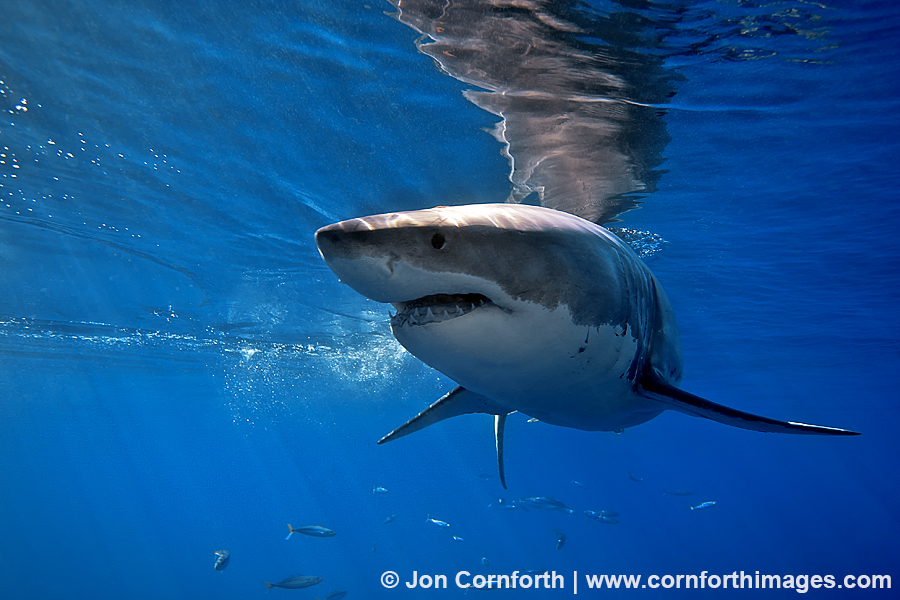 Guadalupe Great White Shark 14
