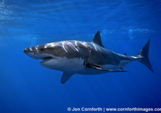 Guadalupe Great White Shark 15