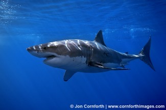 Guadalupe Great White Shark 15