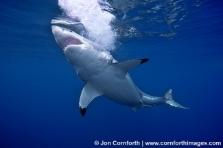 Guadalupe Great White Shark 18