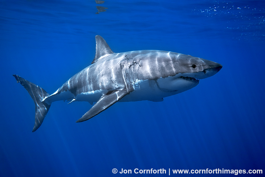 Guadalupe Great White Shark 2