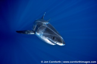 Guadalupe Great White Shark 22